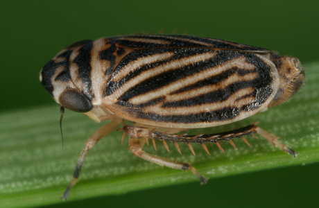 Streifenerdzikade (Anoscopus flavostriatus) - © Gernot Kunz